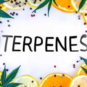 MAIN-cannabis-terpene-concept