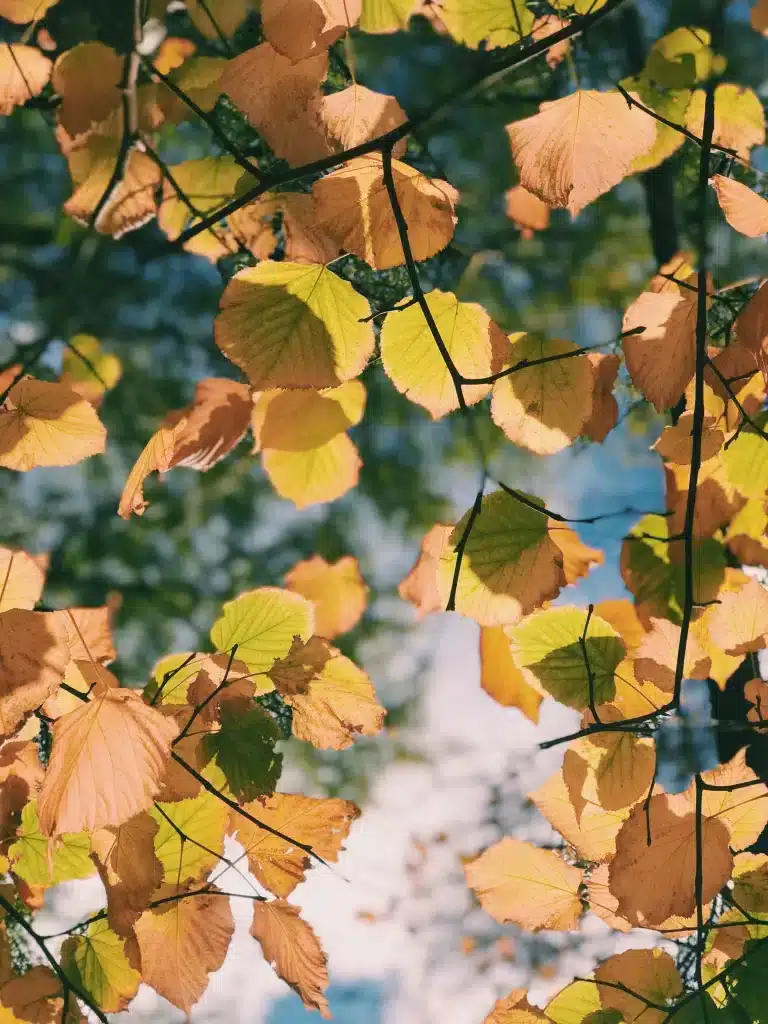 September-2023-Autumn-Leaves