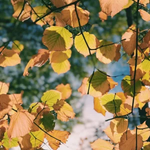 September-2023-Autumn-Leaves