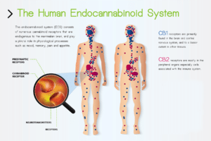 Diagram illustrating Endocannabinoid System in humans.