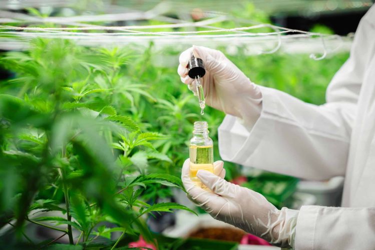Close up of a researcher CBD Doctor holding Hemp oil in a greenhouse. Herbal alternative for medicine.