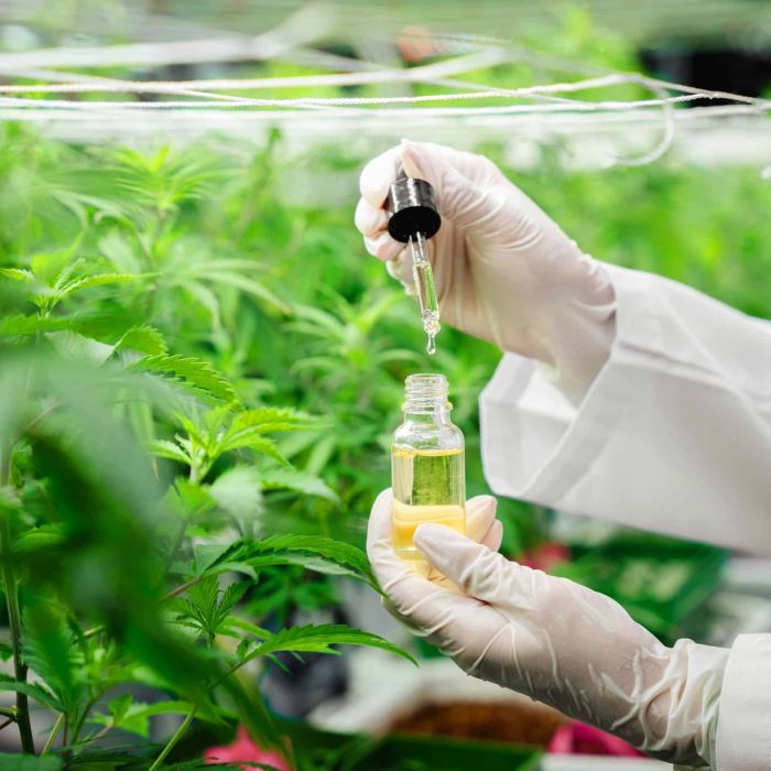 Close up of a researcher CBD Doctor holding Hemp oil in a greenhouse. Herbal alternative for medicine.